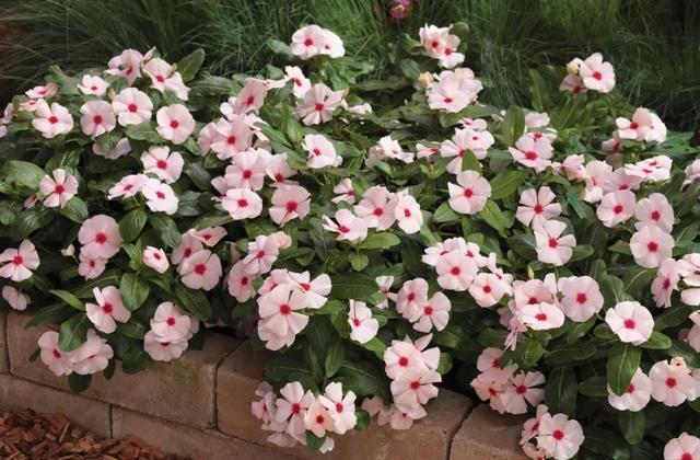 夏日开花机器 多色长春花 一年能开足0天