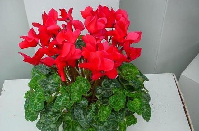 立秋后养花需注意什么 掌握5点小技巧 分分钟秒变大 养花 温度 肥料 新浪新闻