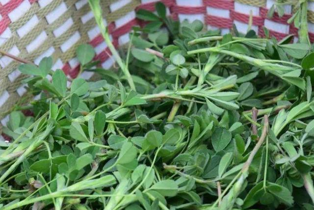 农村路边的野菜，我们不吃，出口<a href=