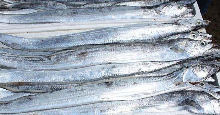 带鱼"扛把子":渤海湾刀鱼vs舟山带鱼,你站哪一队?