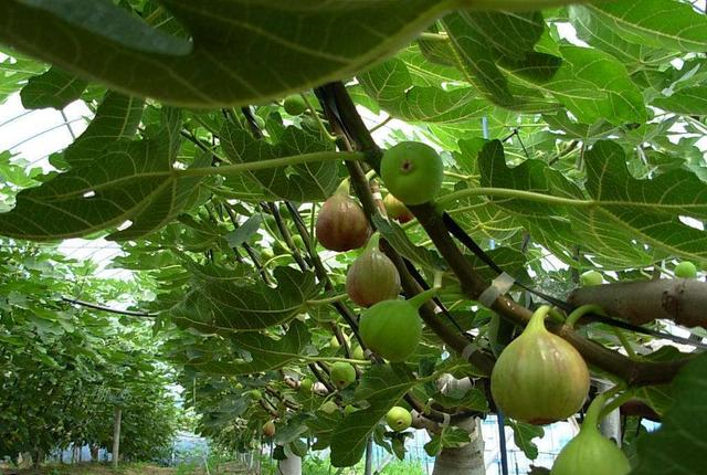 网上差评最多的水果?竟然是它?你有被它“坑过”吗?休闲区蓝鸢梦想 - Www.slyday.coM 网上差评最多的水果?竟然是它?你有被它“坑过”吗?休闲区蓝鸢梦想 - Www.slyday.coM