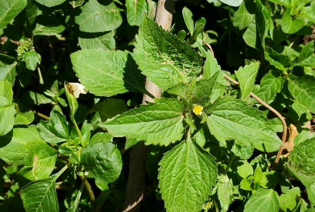 是农村田间地头随处可见的一种野菜,它叫"稀甜谷",也叫"西甜谷",它