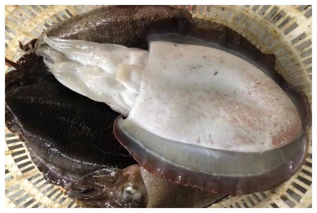 山东人吃墨鱼这方法太另类了这样做真能吃