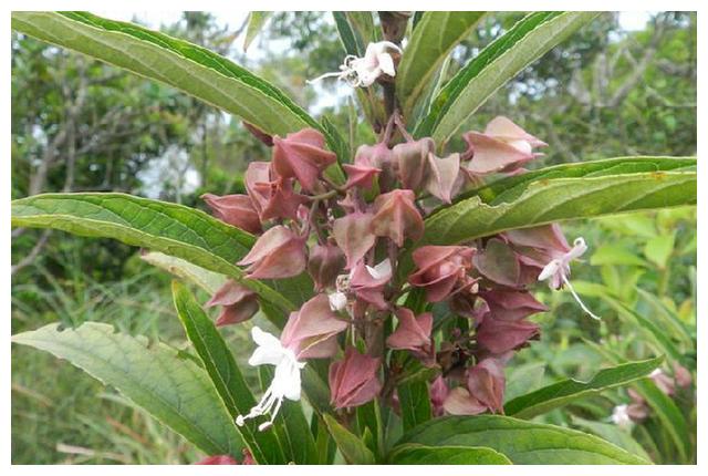 名字很恐怖,人称"鬼点火",野生价值高,现在才知道它的价值__财经头条