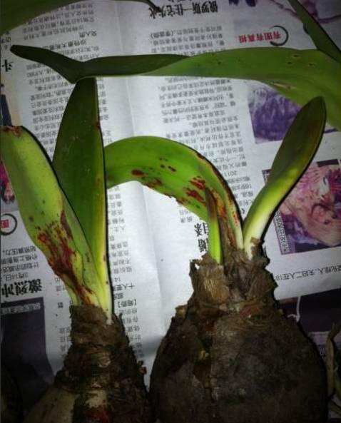 朱顶红夏天叶子长黄斑这里出了大问题