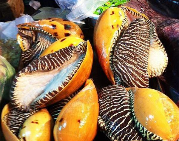 这种海螺会吐龙珠一颗价值几十万凑齐7颗会发生什么