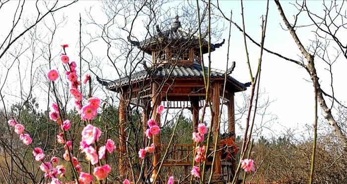 梅花村里"赏红梅",昨日开园你来了吗?|红梅|西渡镇|村里_新浪新闻