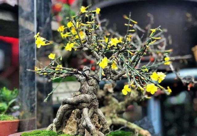 盆栽迎春花修剪有3要素 花后及时剪 株型美 下次开花翻倍 迎春花 盆栽 枝条 新浪新闻