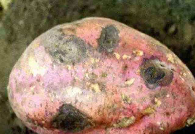 许多人买红薯不闻也不看,难怪不甜容易烂,学会看这些,好吃发甜|红薯