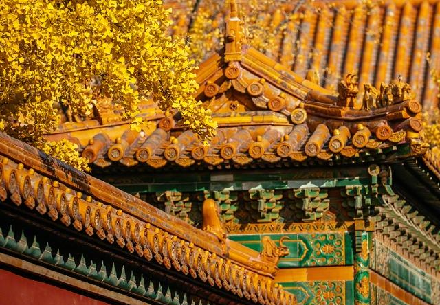 故宫博物院的秋,缕缕阳光透过银杏树叶照在红墙上,美哭了!|故宫博物院|哭了|故宫_新浪新闻