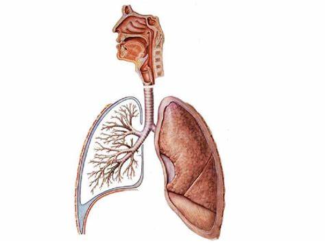 超过四分之一的哮喘患者过度使用救援吸入器面严重袭击的风险增加休闲区蓝鸢梦想 - Www.slyday.coM
