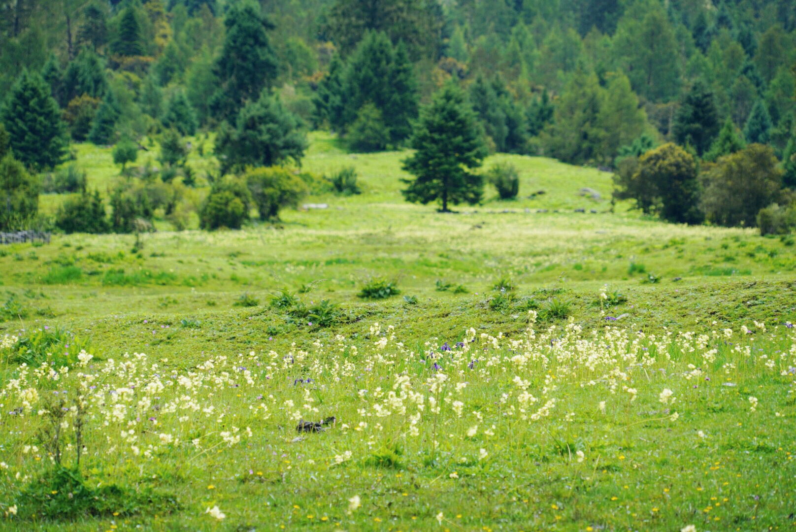 西藏自治区林芝市鲁朗花海牧场