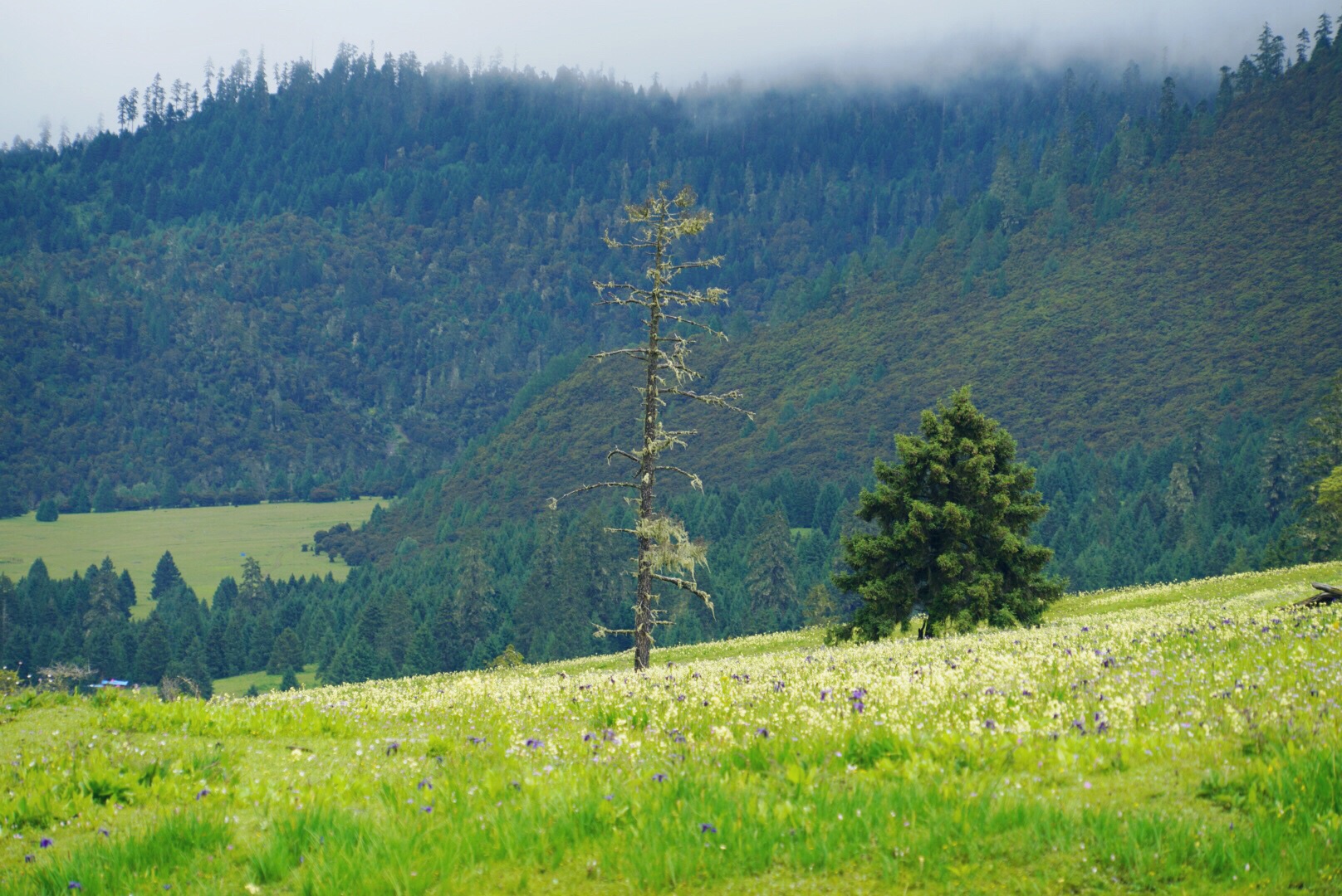 西藏自治区林芝市鲁朗花海牧场