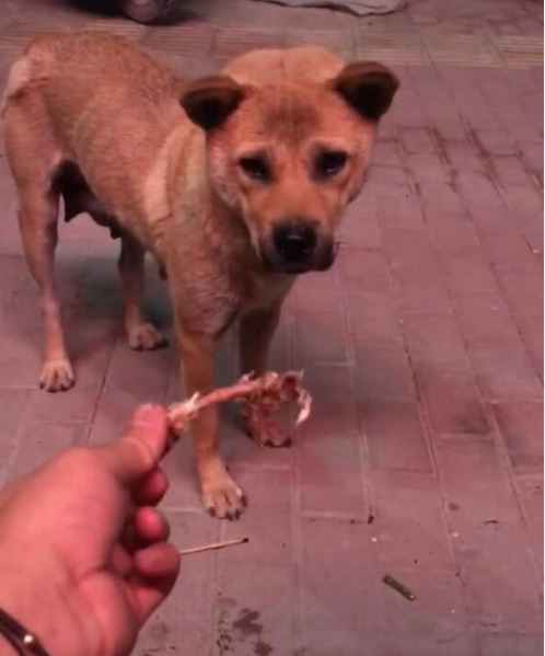 流浪狗上街讨吃有礼貌又懂事骨头扔在地上让人鼻酸