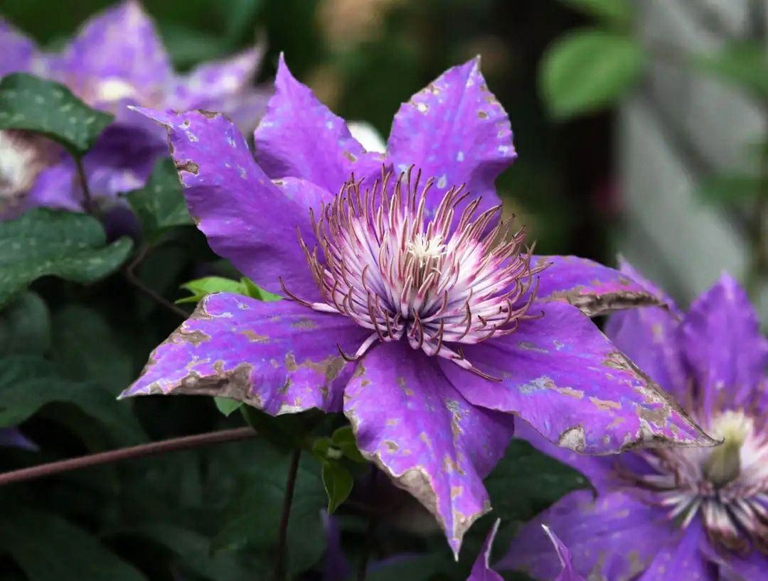 喷泉花真是好看得让人移不开眼