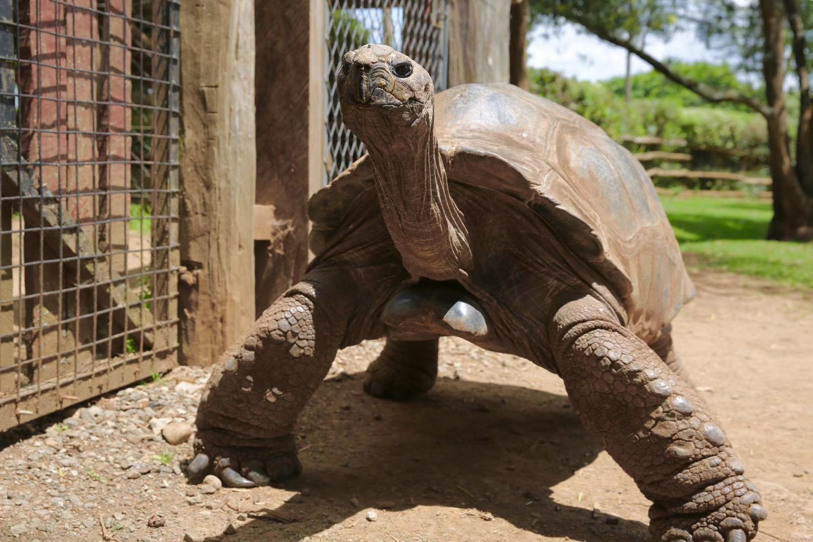 非洲 肯尼亚 纳纽基 肯尼亚山动物孤儿院