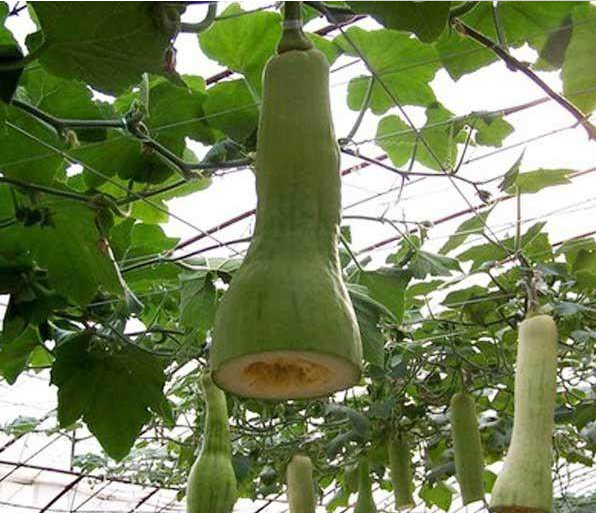 农村里有一种神奇的瓜,可以吃多少砍多少,剩下的一半还会接着长休闲区蓝鸢梦想 - Www.slyday.coM 农村里有一种神奇的瓜,可以吃多少砍多少,剩下的一半还会接着长休闲区蓝鸢梦想 - Www.slyday.coM