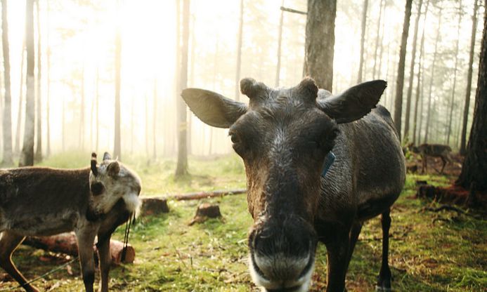 中国最后的使鹿民族,世代生活在山林中,坚守着即将消失的传统