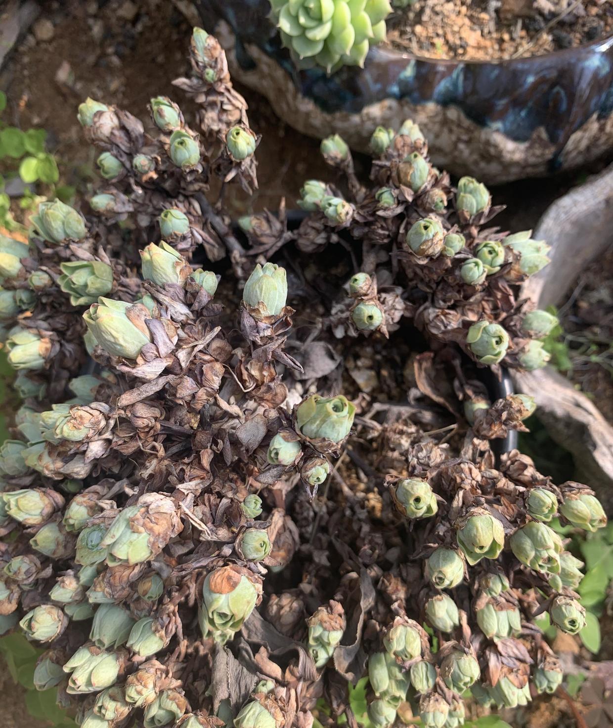 楼下捡的山地玫瑰叶子都枯了实则假死栽在盆里照样活