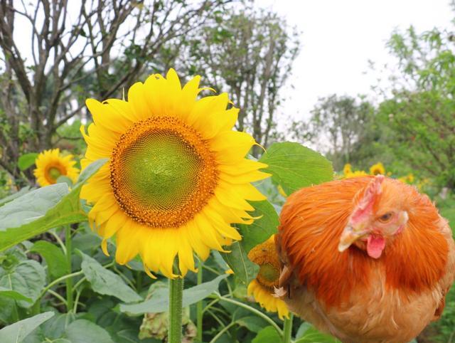 这里的鸡可谓"一鸡顶十鸡"百万葵园的葵花鸡养殖以新鲜葵花盘,叶为食