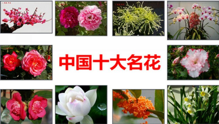 历史上的今天奔驰合并克莱斯勒中国十大传统名花出炉