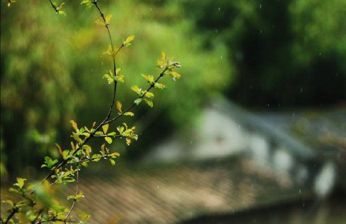 雨后菜园绿,春风枝头红
