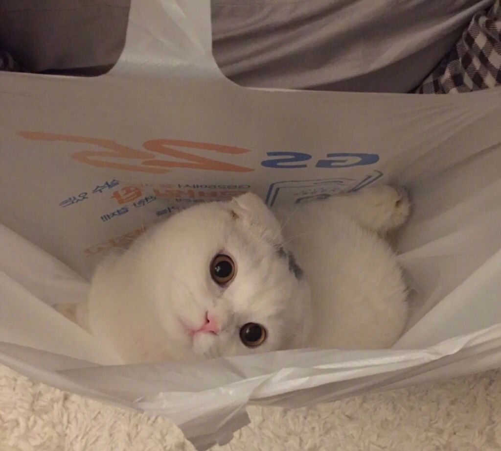 猫系头像太可爱,全网都被萌化了,90后最爱头像,你们心动了吗