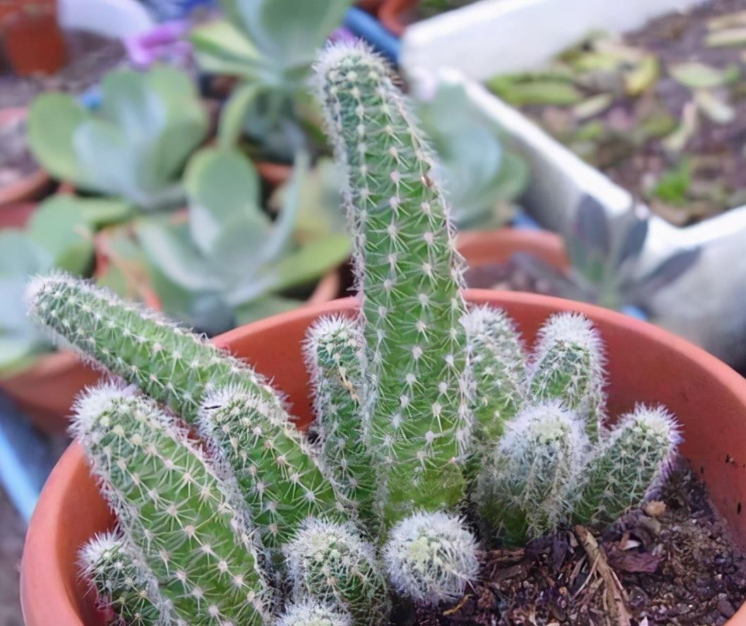 仙人掌大毛虫冬天冻通红春天精致满头开眼了