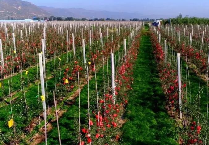 苹果矮化密植已成为果农集约化生产的首选_高清图集_新浪网