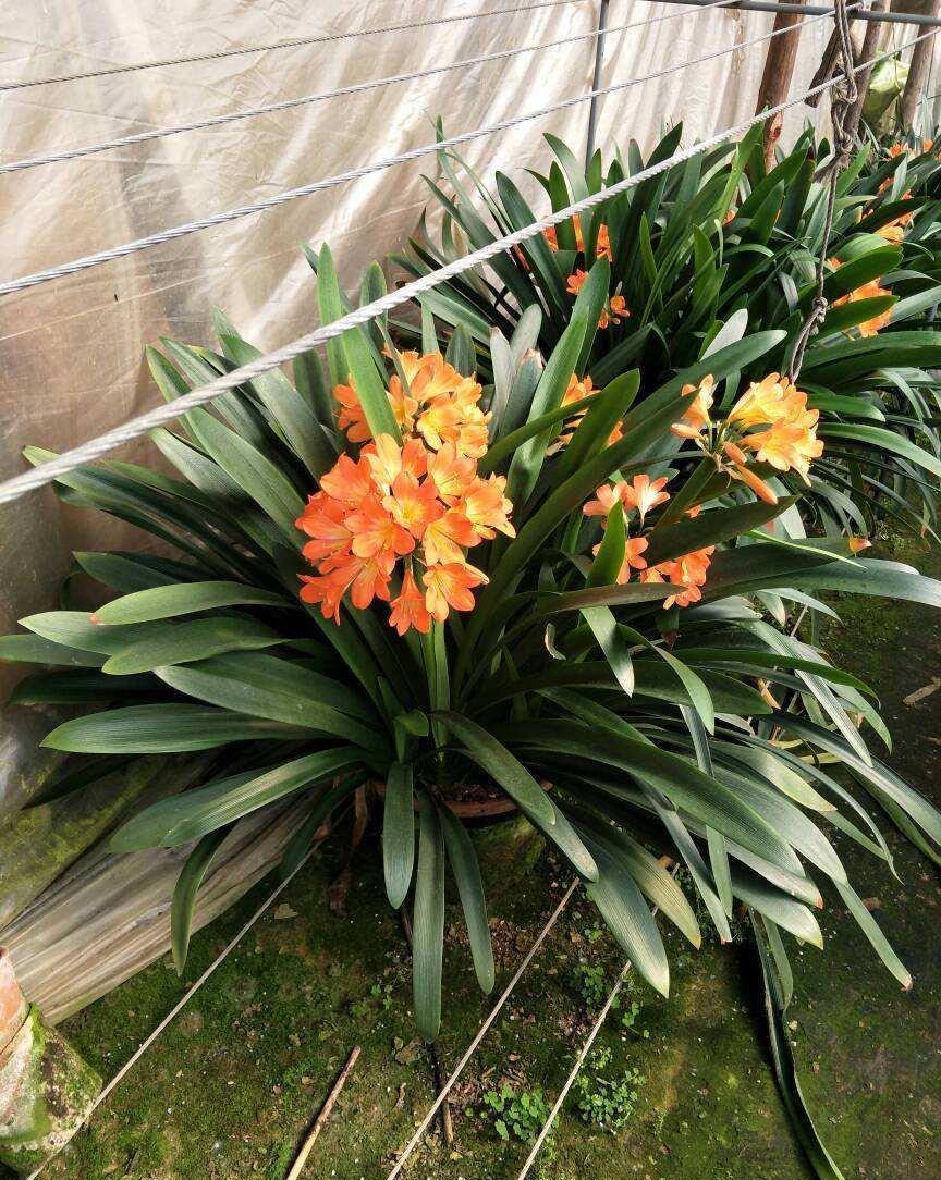 养君子兰的要注意了12月是黄金时期能不能开花就看这个月份