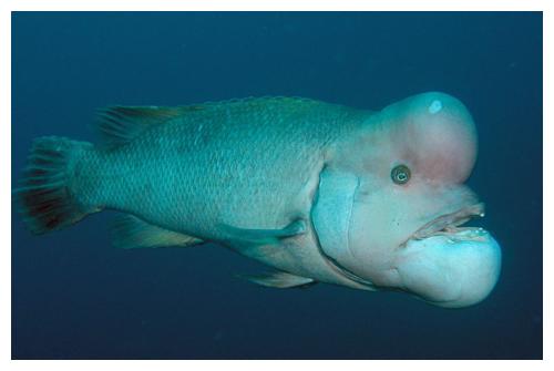 《龙岭迷窟》第二集铁头龙王是什么鱼?这几种鱼最像