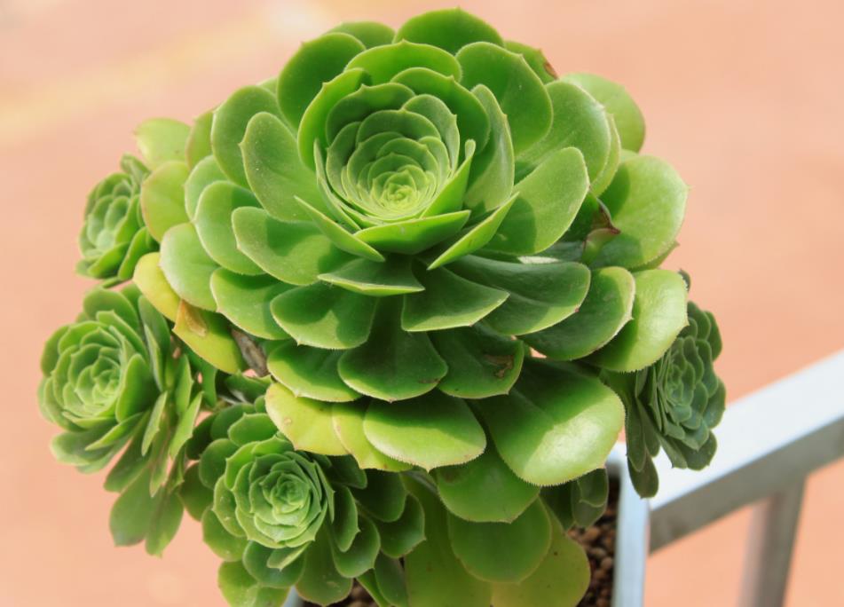 养殖多肉植物玉龙观音,该注意哪些?__财经头条