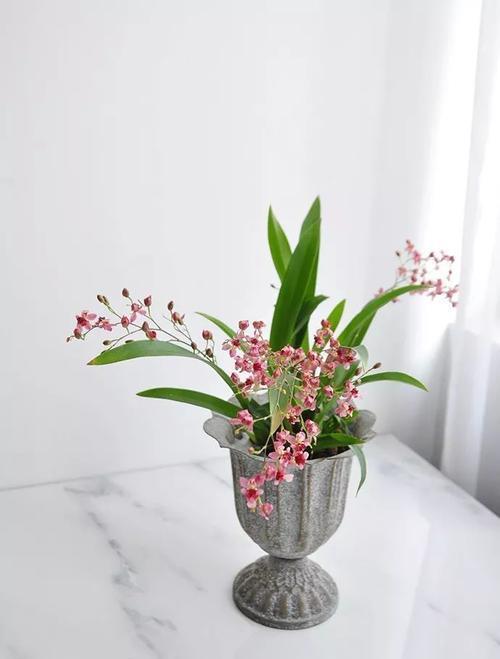 颜值高开花多养一盆小巧的文心兰花香味迷人开花时间长