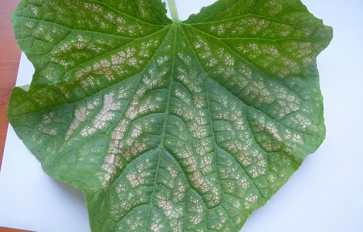 黄瓜叶片有白斑?