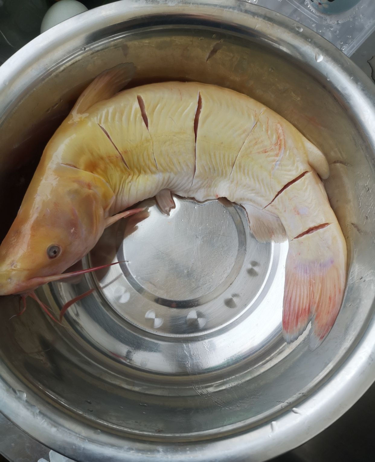 一条江团鱼两个吃法