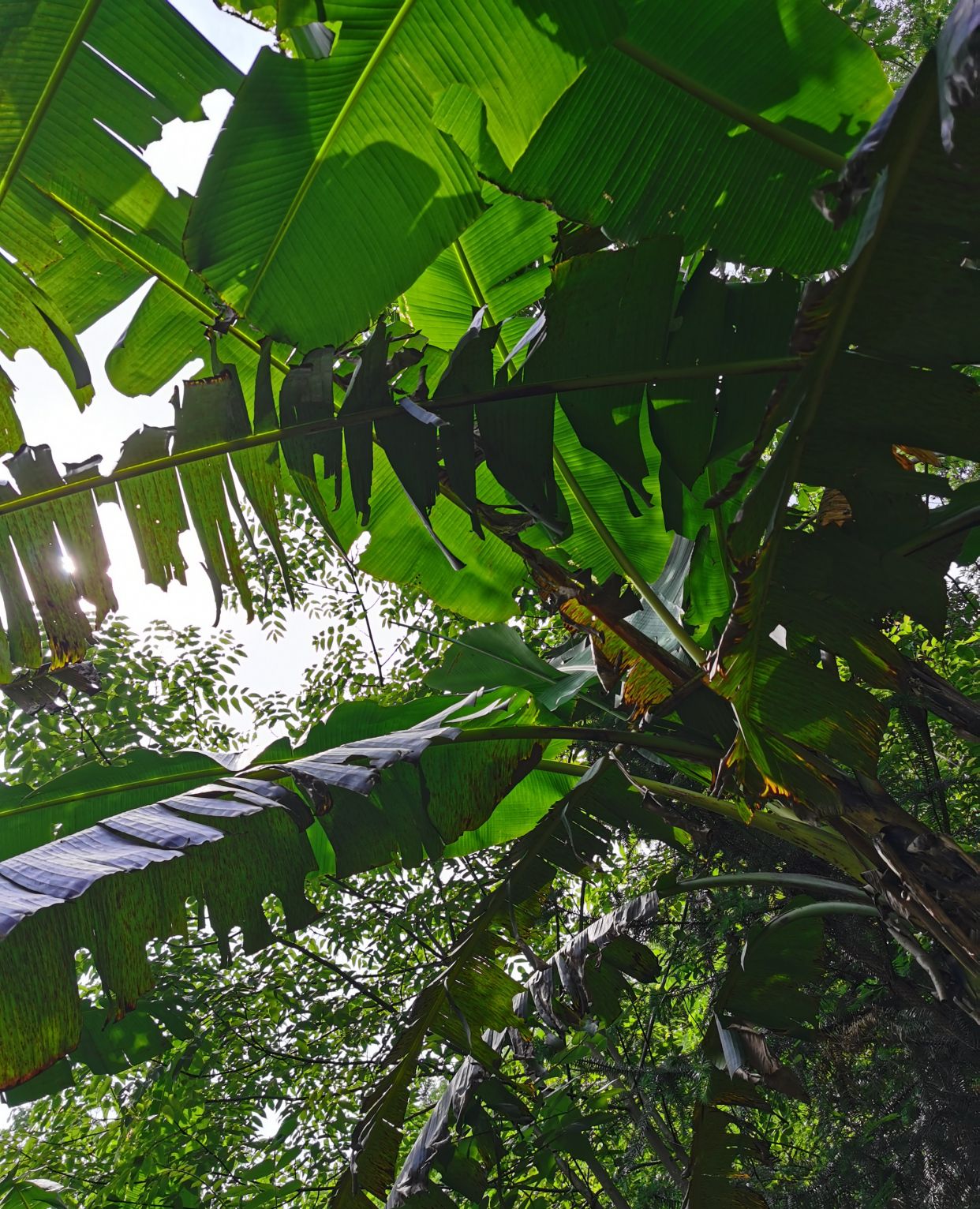 野生芭蕉树,可惜还没熟_高清图集_新浪网