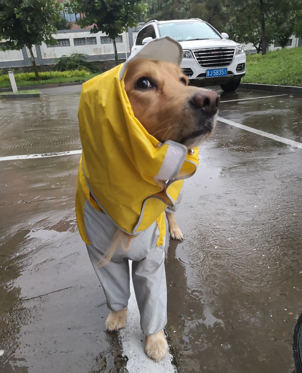 金毛的雨中漫步