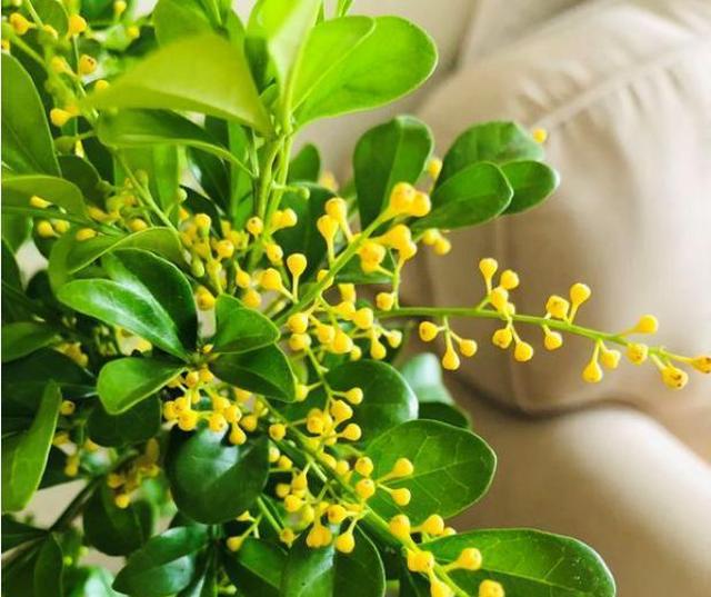 开的香味足,肥料要跟上,光照要充足,这两点严重影响着米兰花开花不香