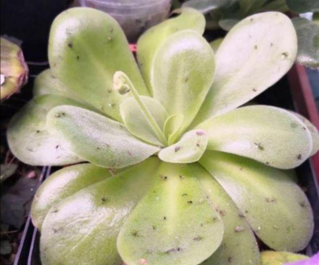 天热了,花盆里出现了小黑飞,试试用这几种方法来防治_高清图集_新浪网