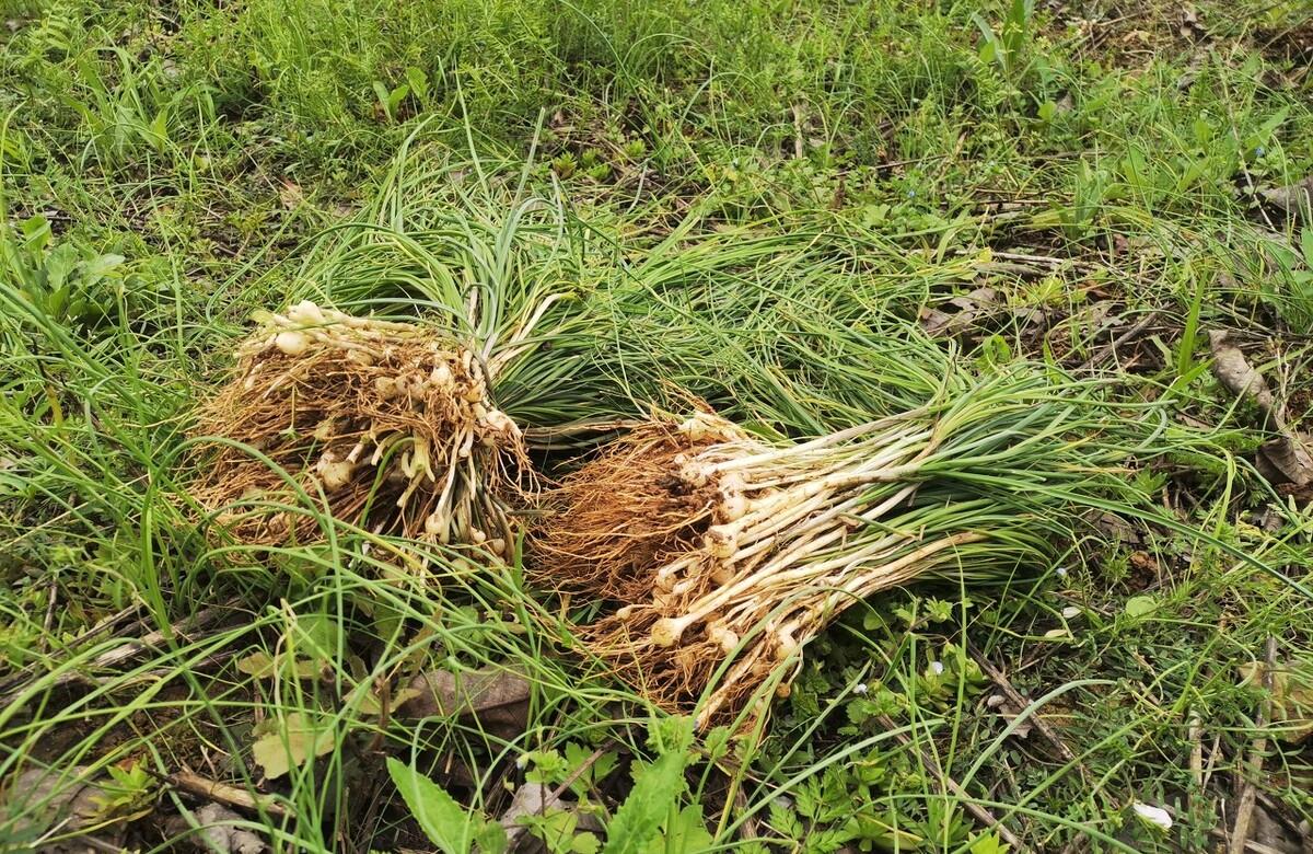 你知道野葱吗?它有什么功效以及怎么吃,一起看看吧__财经头条