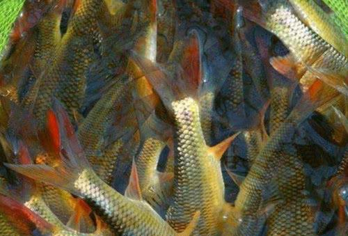 中国最好吃的7种鱼，全听说过就很牛，吃过2种的都是土豪休闲区蓝鸢梦想 - Www.slyday.coM