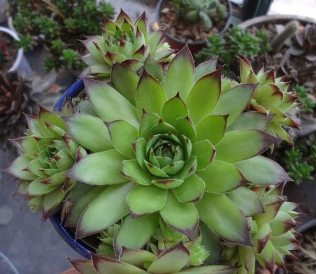 养好观音莲按我说的来满足3点用大盆养侧芽呼呼爆长