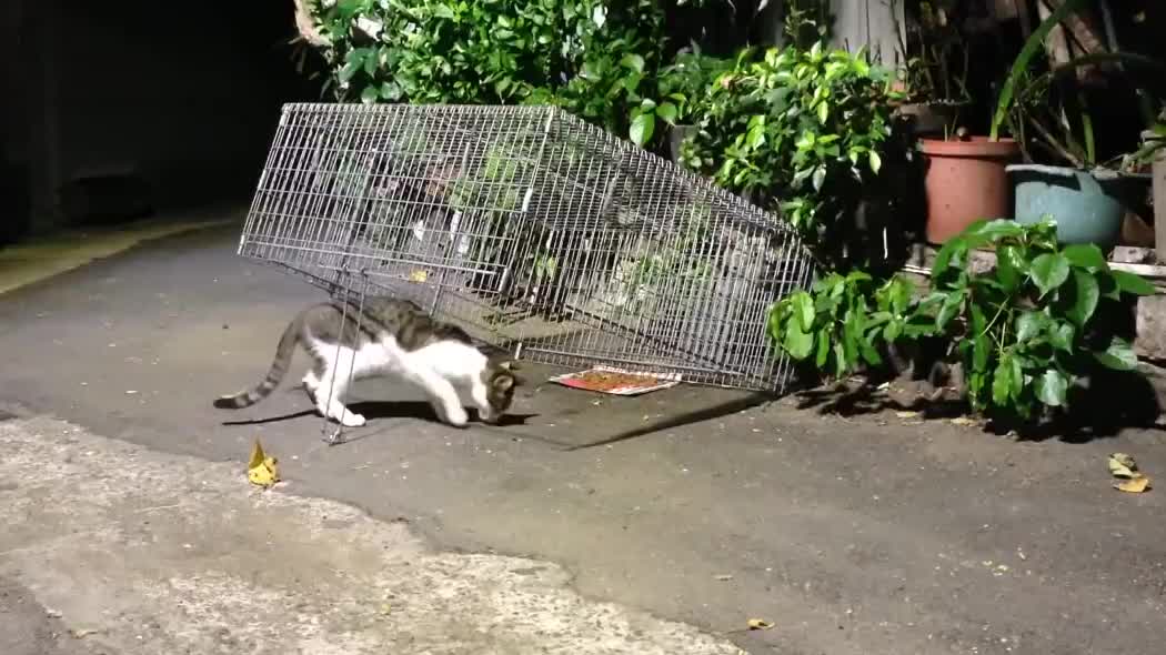 同伴在远处看戏 00:35 盆友拍到的流浪猫捕鸟(未遂) 00:21 国外一名
