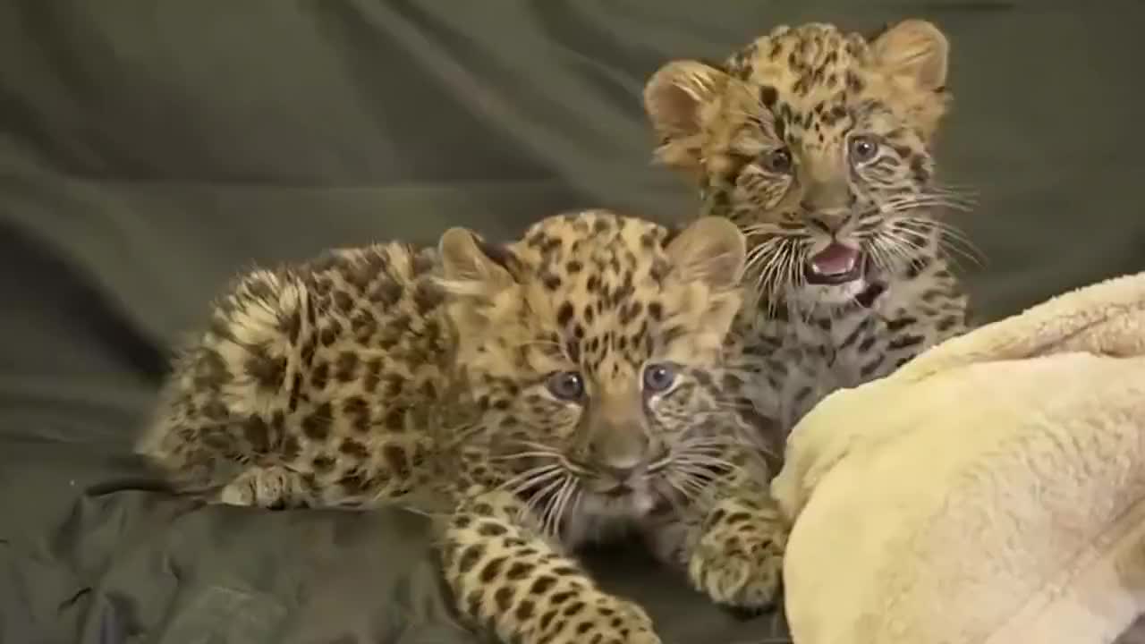 主人收养一只小豹,让狗狗和豹一起生活,结果一喂就出事了