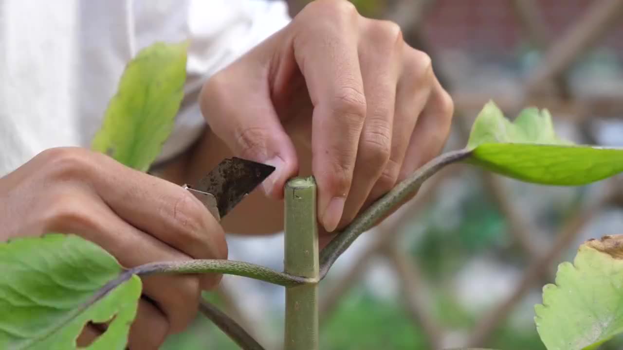 落地生根嫁接多肉,能不能成活?