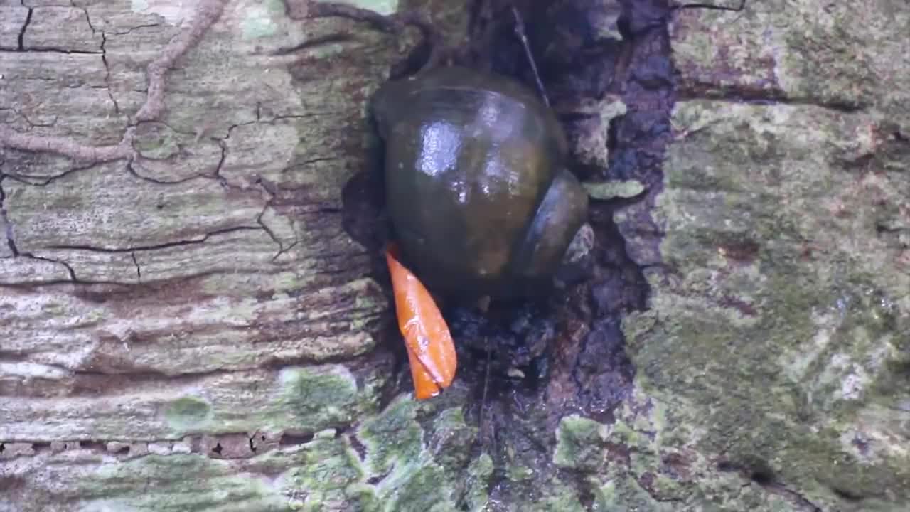 树上的螺个大肉肥,抓几个焗熟配小酒,肉吃着真鲜