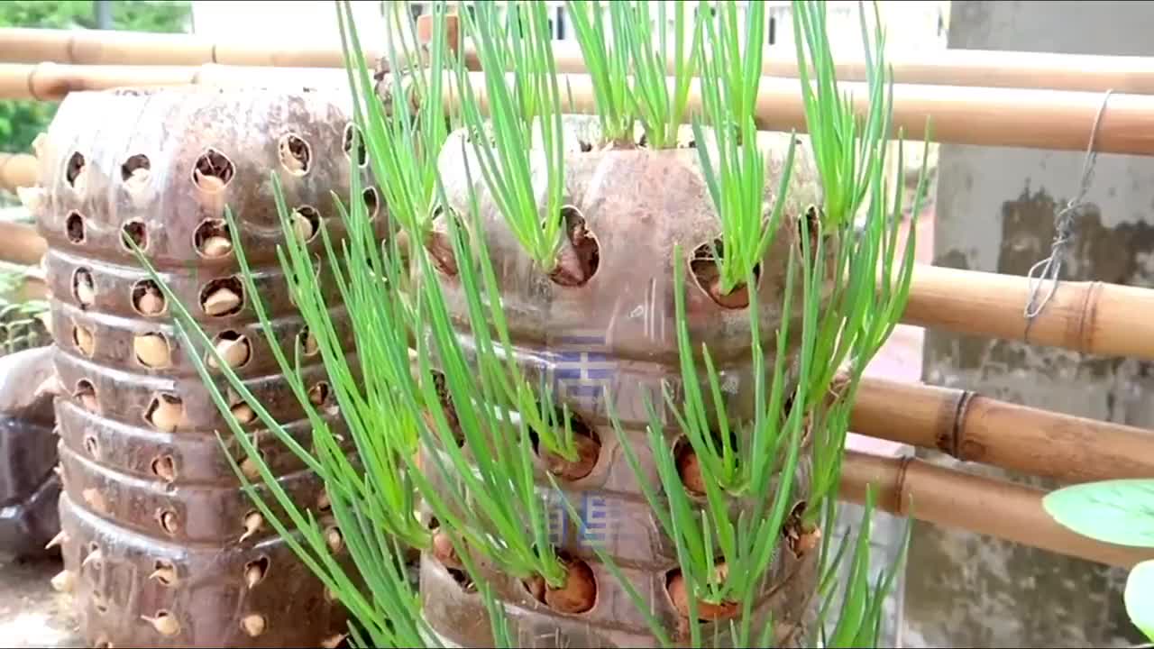 塑料桶穿孔自己种葱苗绿色环保又实用种一桶可以吃一阵子