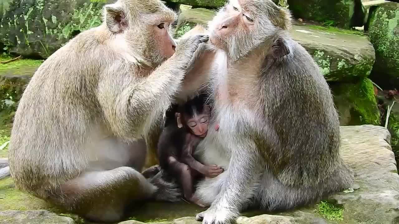 母猴一丝不苟的帮肥胖的猴妈抓虱子,真敬业!