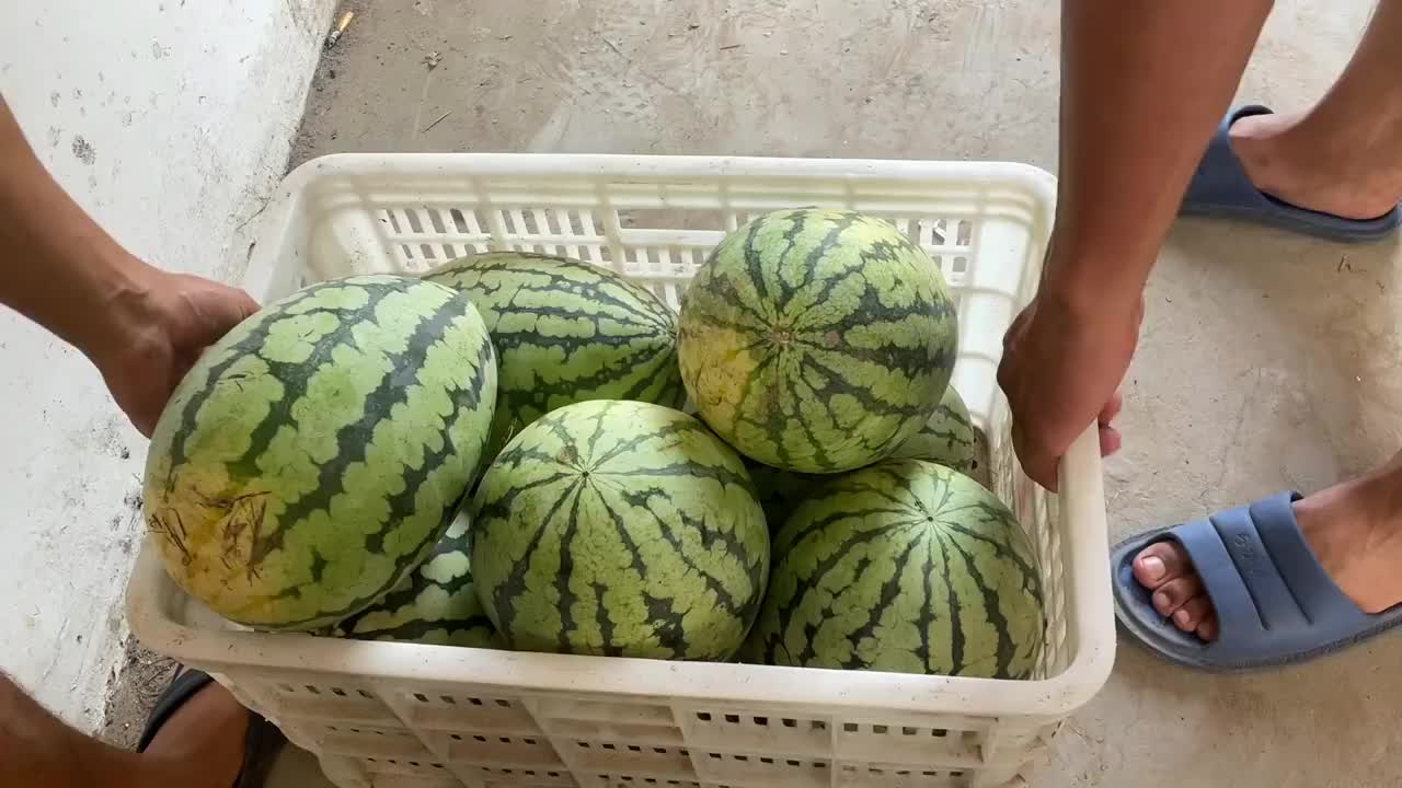 农村老表想吃西瓜了,贺子主动送到工地,切开就吃,这瓜是真的甜
