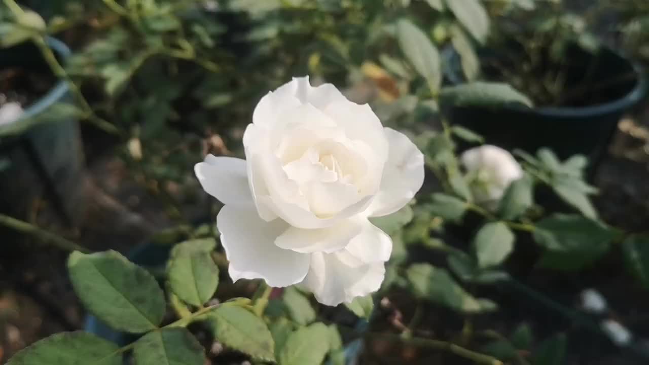 8种常见的白色系月季,干净纯洁赏心悦目,有它们独特的美